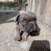 Bulldog francese cuccioli