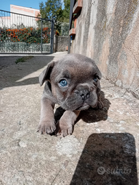 Bulldog francese cuccioli