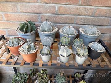 Cactus - 15 astrophytum in blocco