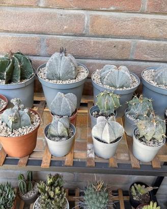 Cactus - 15 astrophytum in blocco