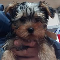 Cucciolo di yorkshire terrier