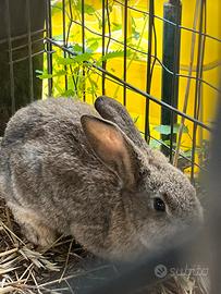 Coniglio gigante