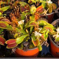 Pianta Carnivora Dionea Muscipula