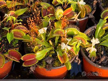 Pianta Carnivora Dionea Muscipula