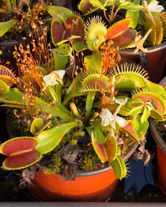 Pianta Carnivora Dionea Muscipula