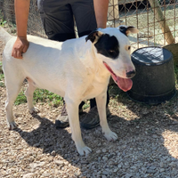 Bull terrier in adozione