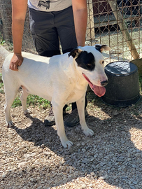 Bull terrier in adozione