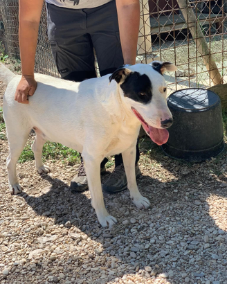 Bull terrier in adozione