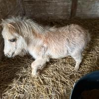 Pony Falabella