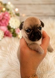 Cucciola Chihuahua con Pedigree