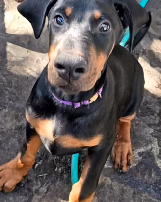 Cuccioli DOBERMANN con Pedigree