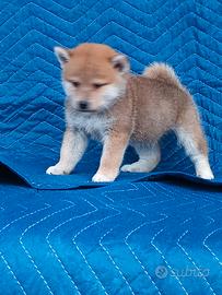 Shiba Inu