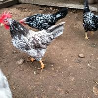 Galline