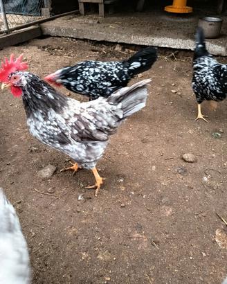 Galline