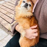 Chihuahua mix, pelo lungo