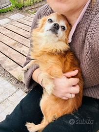 Chihuahua mix, pelo lungo