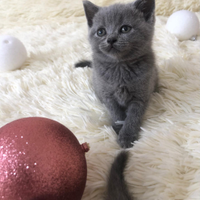 Gattini british shorthair