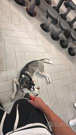 Husky siberian