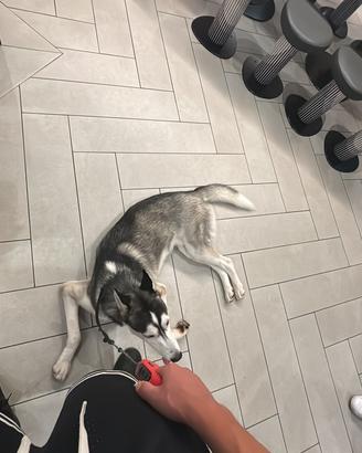 Husky siberian