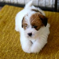 Cuciolo Jack Russell