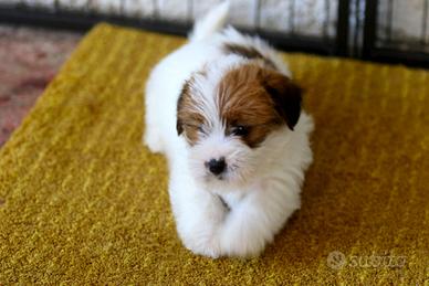 Cuciolo Jack Russell