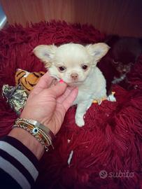 Femmina chihuahua