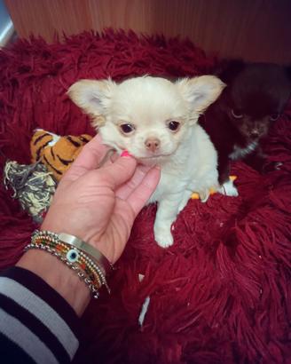Femmina chihuahua