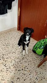 Cucciolo di cane incrocio border collie