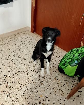 Cucciolo di cane incrocio border collie