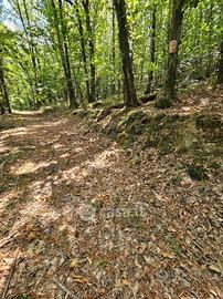 Bosco Monte San Giacomo (Tolceto)