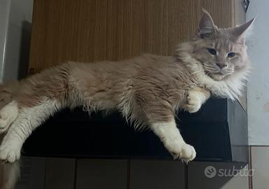 gatti adulti da riproduzione 