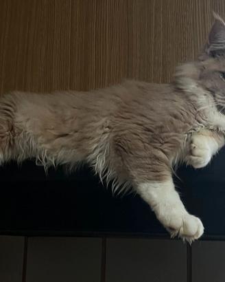 gatti adulti da riproduzione 
