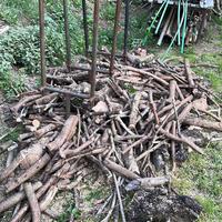 Legna di ulivo tagliata