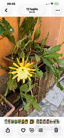 Ephifyllium fiore giallo