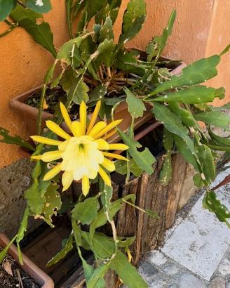 Ephifyllium fiore giallo