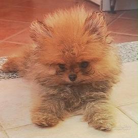 Cucciola di spitz di pomerania