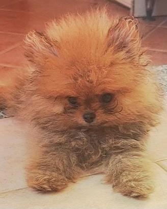 Cucciola di spitz di pomerania