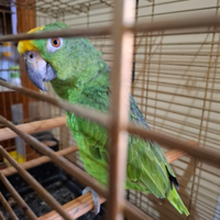 Pappagallo amazzone fronte gialla