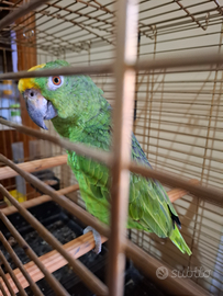 Pappagallo amazzone fronte gialla