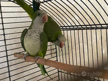 Coppia affiata parrocchetti monaci