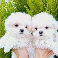 Cuccioli maltese