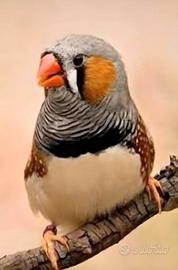 Affido diamanti mandarino