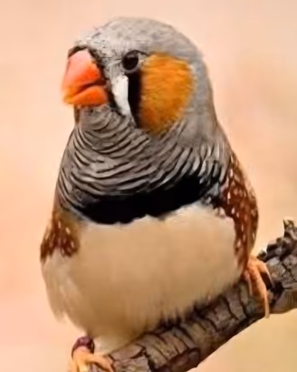 Affido diamanti mandarino