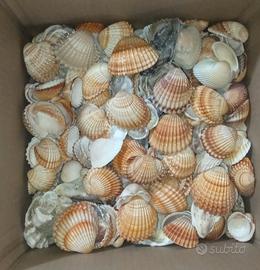 Conchiglie x decorazioni 