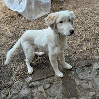 Igor, cucciolo mix Golden Retriever ADOZIONE