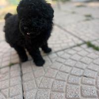 Barboncino femmina nera mini