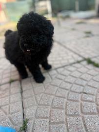 Barboncino femmina nera mini