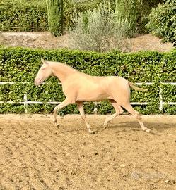 Cavallo puledra