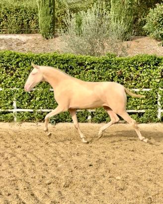 Cavallo puledra