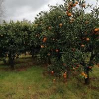 Campagna invitante